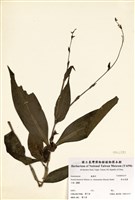 藏品(新店當藥)的圖片